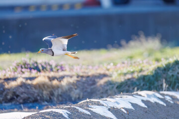 飛翔する美しい田んぼの貴族ことケリ（チドリ科）の群れ
英名学名：Grey-headed Lapwing (Vanellus cinereus, family comprising Charadriidae)
栃木県栃木市渡良瀬遊水地-2025
