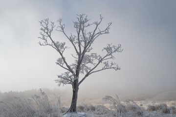 美しい青空と霧氷