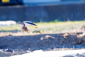飛翔する美しい田んぼの貴族ことケリ（チドリ科）の群れ
英名学名：Grey-headed Lapwing (Vanellus cinereus, family comprising Charadriidae)
栃木県栃木市渡良瀬遊水地-2025

