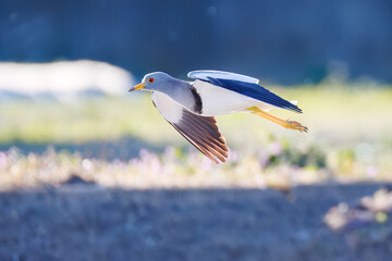 飛翔する美しい田んぼの貴族ことケリ（チドリ科）の群れ
英名学名：Grey-headed Lapwing (Vanellus cinereus, family comprising Charadriidae)
栃木県栃木市渡良瀬遊水地-2025
