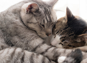 窓辺で眠る二匹の猫	