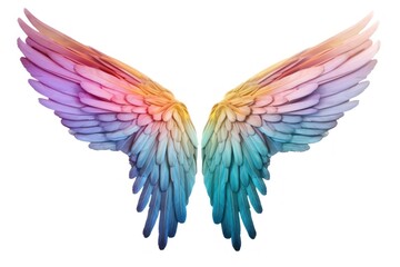 Obraz premium Flying angel wing white background.