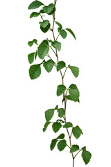 a green plant creeper with leaves isolated