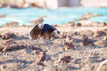 飛翔する構造色が美しい田んぼの貴婦人ことタゲリ（チドリ科）の群れ
英名学名：Northern Lapwing (Vanellus vanellus, family comprising Charadriidae) 
神奈川県平塚市、岡崎の田んぼ-2025年


