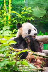 The Giant Panda Bear sits while eating a bamboo stalk