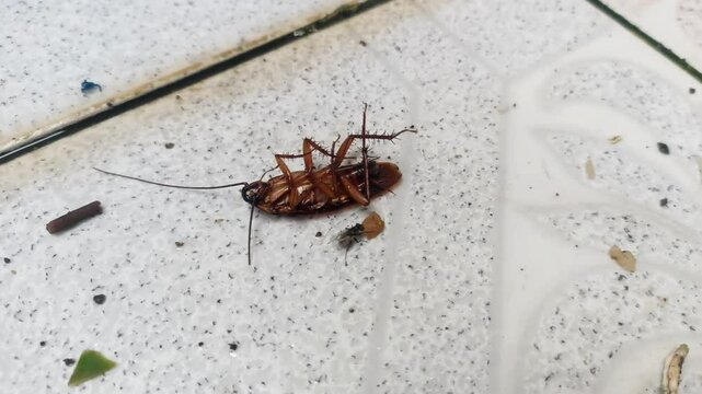 cockroaches with thick bodies on the dirty floor