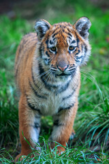 Tiger cub in the wild.  Wild cat in nature habitat