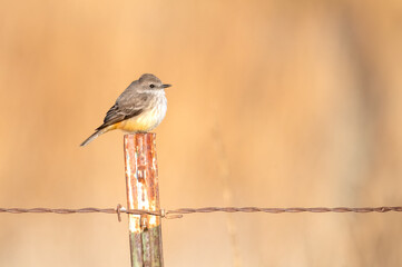 Female vermillion flycatcher at sunrise perched up close on a fence pole in San Jacinto wildlife area