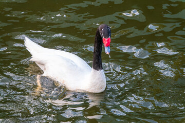 Fototapeta premium The black-necked swan, Cygnus melancoryphus, is a swan that is the largest waterfowl native to South America. The body plumage is white with a black neck and head and greyish bill