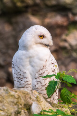 Obraz premium A snowy owl sits on a rock cliff.