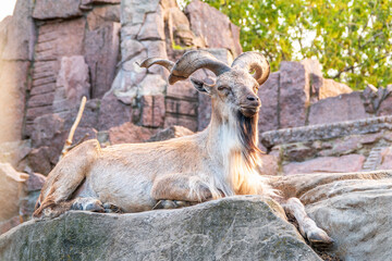 Close-up portrait of Markhor, Capra falconeri, wild goat native to Central Asia, Karakoram and the...