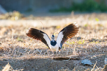 飛翔する構造色が美しい田んぼの貴婦人ことタゲリ（チドリ科）の群れ
英名学名：Northern Lapwing (Vanellus vanellus, family comprising Charadriidae) 
栃木県栃木市渡良瀬遊水地-2025
