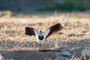 飛翔する構造色が美しい田んぼの貴婦人ことタゲリ（チドリ科）の群れ
英名学名：Northern Lapwing (Vanellus vanellus, family comprising Charadriidae) 
栃木県栃木市渡良瀬遊水地-2025

