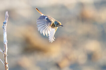 飛び出し飛翔する可愛いジョウビタキ（ヒタキ科）
英名学名：Daurian Redstart (Phoenicurus auroreus)
栃木県栃木市渡良瀬遊水地-2025
