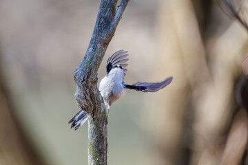 飛び回る可愛いエナガ（エナガ科）
英名学名：long-tailed tit (Aegithalos caudatus)
栃木県栃木市渡良瀬遊水地-2025
