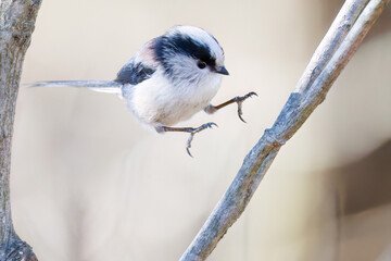 飛び回る可愛いエナガ（エナガ科）
英名学名：long-tailed tit (Aegithalos caudatus)
栃木県栃木市渡良瀬遊水地-2025
