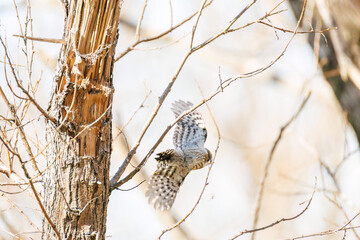 飛び立つ可愛いコゲラ（キツツキ科）
英名学名：Japanese pygmy woodpecker (Dendrocopos kizuki)  
栃木県栃木市渡良瀬遊水地-2025
