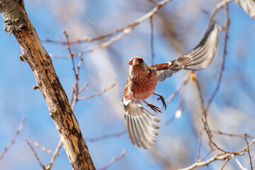 食事中の可愛いベニマシコ（アトリ科）
英名学名：Long-tailed Rosefinch (Uragus sibiricus)
栃木県栃木市渡良瀬遊水地-2025
