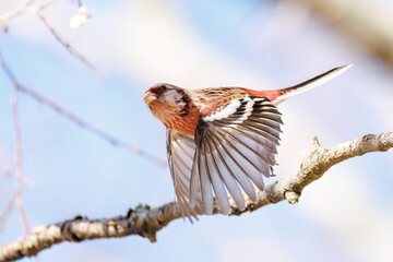 食事中の可愛いベニマシコ（アトリ科）
英名学名：Long-tailed Rosefinch (Uragus sibiricus)
栃木県栃木市渡良瀬遊水地-2025
