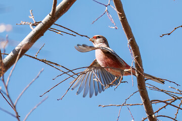 食事中の可愛いベニマシコ（アトリ科）
英名学名：Long-tailed Rosefinch (Uragus sibiricus)
栃木県栃木市渡良瀬遊水地-2025
