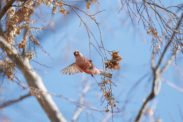 食事中の可愛いベニマシコ（アトリ科）
英名学名：Long-tailed Rosefinch (Uragus sibiricus)
栃木県栃木市渡良瀬遊水地-2025
