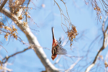 食事中の可愛いベニマシコ（アトリ科）
英名学名：Long-tailed Rosefinch (Uragus sibiricus)
栃木県栃木市渡良瀬遊水地-2025
