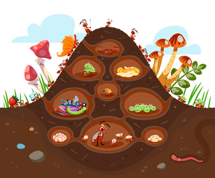 Cartoon anthill colony at soil. Funny ant characters. Isolated vector insects in formicary consisting of tunnels and chambers filled with foods, larvas or aphids. Each ant has specific roles and tasks