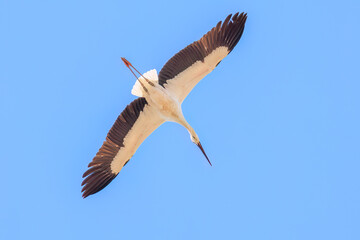 飛翔する美しく大きなコウノトリ（コウノトリ科）
英名学名：Oriental White Stork (Ciconia boyciana, family comprising storks)
栃木県栃木市渡良瀬遊水地-2025
