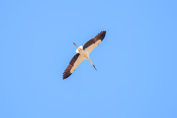 飛翔する美しく大きなコウノトリ（コウノトリ科）
英名学名：Oriental White Stork (Ciconia boyciana, family comprising storks)
栃木県栃木市渡良瀬遊水地-2025
