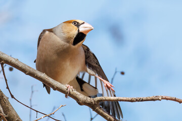 羽繕いする可愛いシメ（アトリ科）
英名学名：Hawfinch (Coccothraustes coccothraustes, family comprising finches) 
栃木県栃木市渡良瀬遊水地-2025
