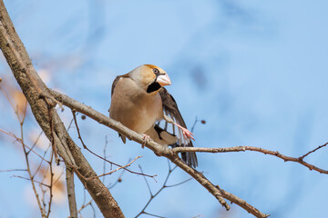 羽繕いする可愛いシメ（アトリ科）
英名学名：Hawfinch (Coccothraustes coccothraustes, family comprising finches) 
栃木県栃木市渡良瀬遊水地-2025
