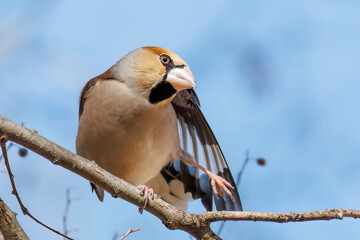羽繕いする可愛いシメ（アトリ科）
英名学名：Hawfinch (Coccothraustes coccothraustes, family comprising finches) 
栃木県栃木市渡良瀬遊水地-2025
