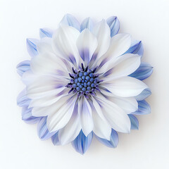 Elegant Blue and White Flower Bloom
