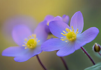 Fototapeta premium Delicate Purple Wildflowers
