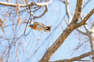 飛翔する可愛いアトリ（アトリ科）の群れ
英名学名：Lovely Brambling (Fringilla montifringilla, family comprising finchs)
栃木県栃木市渡良瀬遊水地-2025
