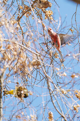 食事中の可愛いベニマシコ（アトリ科）
可愛いアトリ（アトリ科）の群れ
飛翔する可愛いカワラヒワ（アトリ科）
英名学名：Long-tailed Rosefinch (Uragus sibiricus)
Lovely Brambling (Fringilla montifringilla) 
Oriental Greenfinch (family comprising Chloris finchs)
