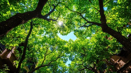 Naklejka premium Lush green canopy above city buildings, sunlight