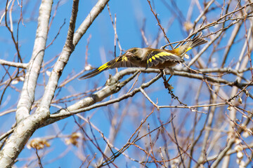 飛翔する可愛いカワラヒワ（アトリ科）
英名学名：Oriental Greenfinch (family comprising Chloris finchs)
栃木県栃木市渡良瀬遊水地-2025
