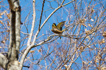 飛翔する可愛いカワラヒワ（アトリ科）
英名学名：Oriental Greenfinch (family comprising Chloris finchs)
栃木県栃木市渡良瀬遊水地-2025

