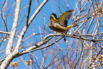 飛翔する可愛いカワラヒワ（アトリ科）
英名学名：Oriental Greenfinch (family comprising Chloris finchs)
栃木県栃木市渡良瀬遊水地-2025
