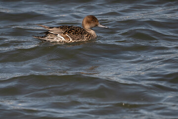 Pintail female swimming