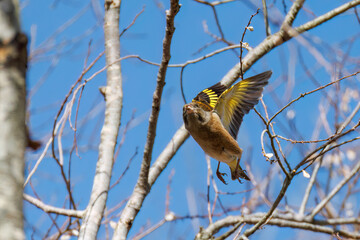 飛翔する可愛いカワラヒワ（アトリ科）
英名学名：Oriental Greenfinch (family comprising Chloris finchs)
栃木県栃木市渡良瀬遊水地-2025

