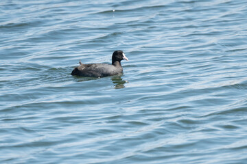 Eurasian Coot
