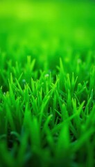Fototapeta premium Vibrant green grass texture, ideal background , macro, field