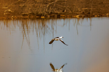飛翔する美しいミコアイサ（カモ科）他の群れ
英名学名：Mallard (Anas platyrhynchos) 
栃木県栃木市渡良瀬遊水地-2025
