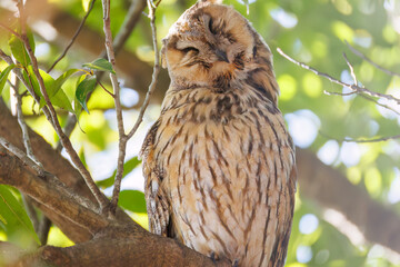 木立の中で昼寝する美しいトラフズク（フクロウ科）。
たまに目覚めて羽づくろいをしたりする。
英名学名：Long-eared Owl, Asio otus
栃木県栃木市渡良瀬遊水地-2025
