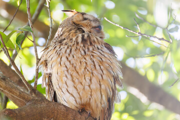 木立の中で昼寝する美しいトラフズク（フクロウ科）。
たまに目覚めて羽づくろいをしたりする。
英名学名：Long-eared Owl, Asio otus
栃木県栃木市渡良瀬遊水地-2025
