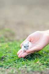 Cute small white hamster on the human hand feeling safe and calm