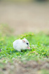 Cute small white hamster on the grass eating feeling safe and calm
