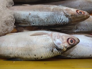 Fresh milkfish at plastic container ready to be sold at supermarket.